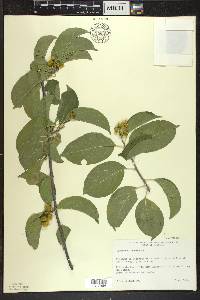 Celastrus scandens image