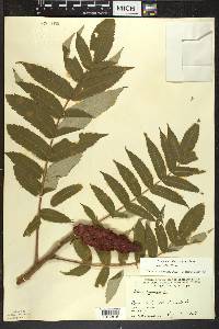 Rhus typhina image