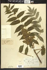 Rhus typhina image