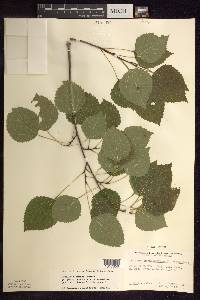 Populus × smithii image
