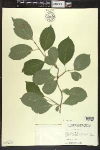 Celastrus scandens image