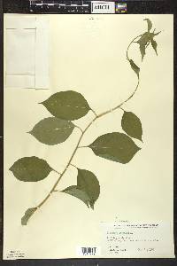 Celastrus scandens image