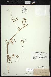 Adlumia fungosa image
