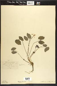 Jeffersonia diphylla image