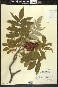 Rhus typhina image