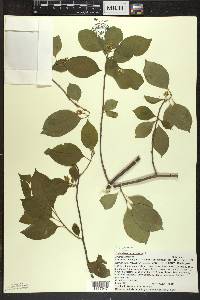 Celastrus scandens image