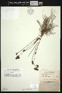 Jeffersonia diphylla image