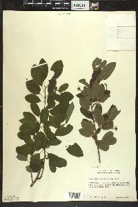 Ilex mucronata image