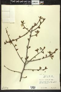 Ilex mucronata image