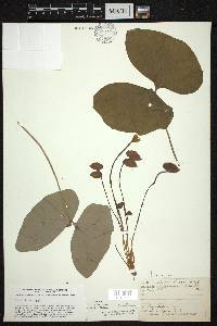 Jeffersonia diphylla image