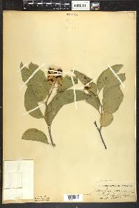 Celastrus scandens image