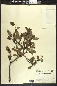 Ilex mucronata image