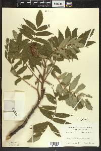 Rhus typhina image