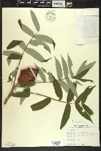 Rhus typhina image