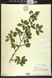 Ilex mucronata image