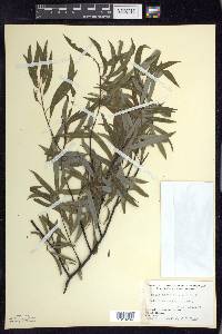 Salix petiolaris image