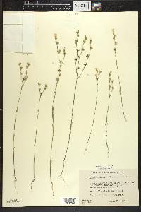 Linum sulcatum image