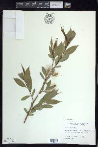 Salix lucida image