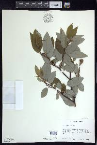 Salix pyrifolia image