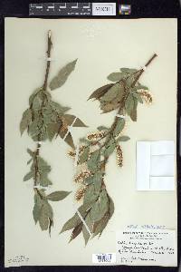 Salix lucida image