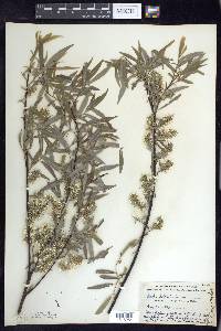 Salix petiolaris image