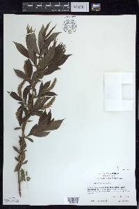 Salix lucida image