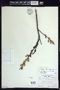 Salix myricoides image