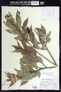 Salix lucida image