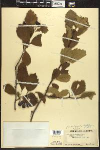 Crataegus douglasii image