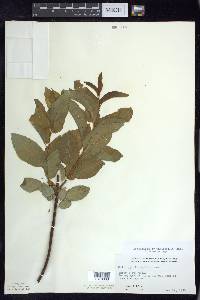 Salix pyrifolia image