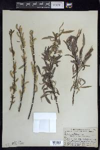 Salix petiolaris image