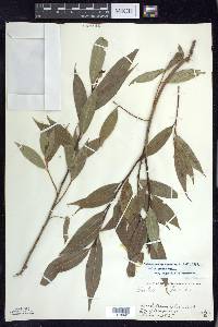 Salix lucida image