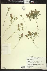 Polygala cruciata image