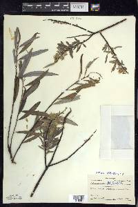 Salix petiolaris image