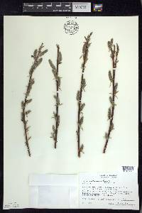 Salix petiolaris image