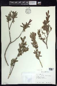 Salix pedicellaris image