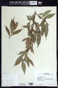 Salix lucida image