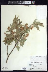 Salix lucida var. intonsa image
