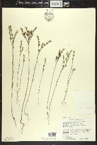 Linum sulcatum image