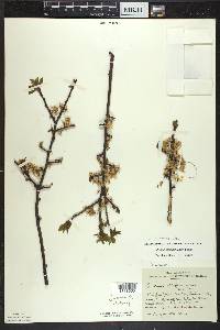 Prunus umbellata image