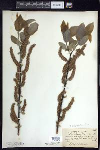 Salix pyrifolia image