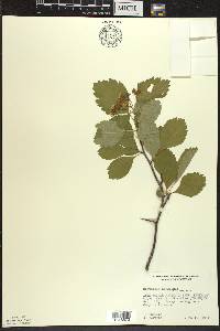 Crataegus douglasii image