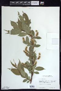 Salix lucida image