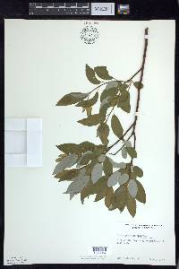 Salix pyrifolia image