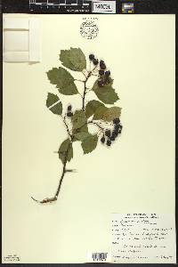 Crataegus douglasii image