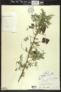 Astragalus neglectus image