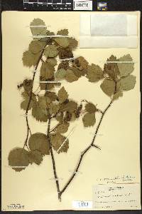 Crataegus douglasii image