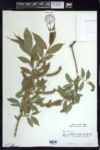 Salix lucida image