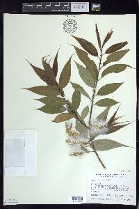 Salix lucida image