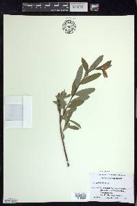 Salix pedicellaris image